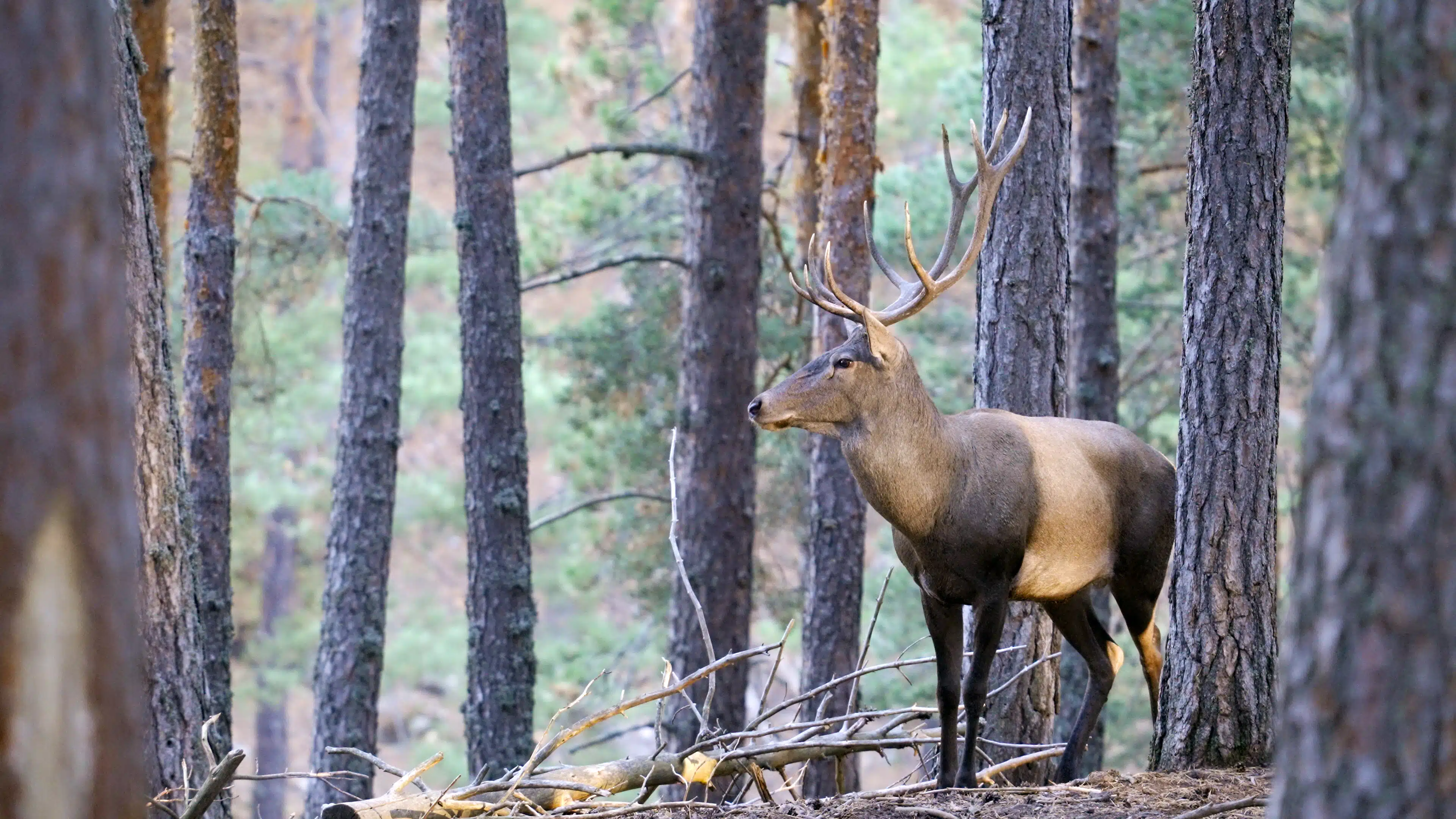 A deer standing in a pine forest